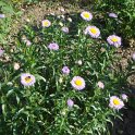 Erigeron speciosus